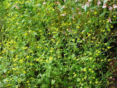 Senecio bombayensis