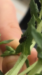 Microrhopala rubrolineata