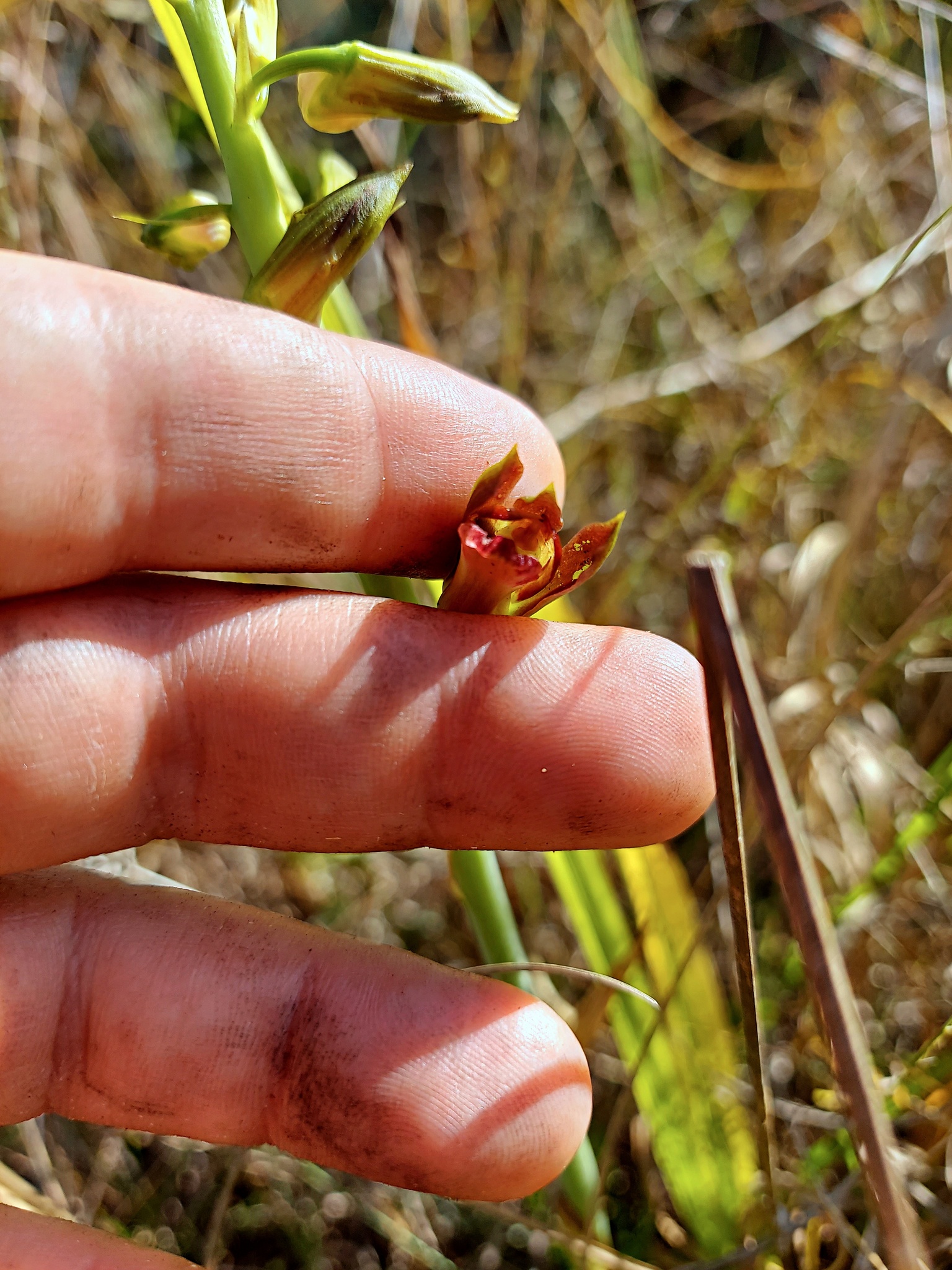 Imagem de Orquídea-bambu