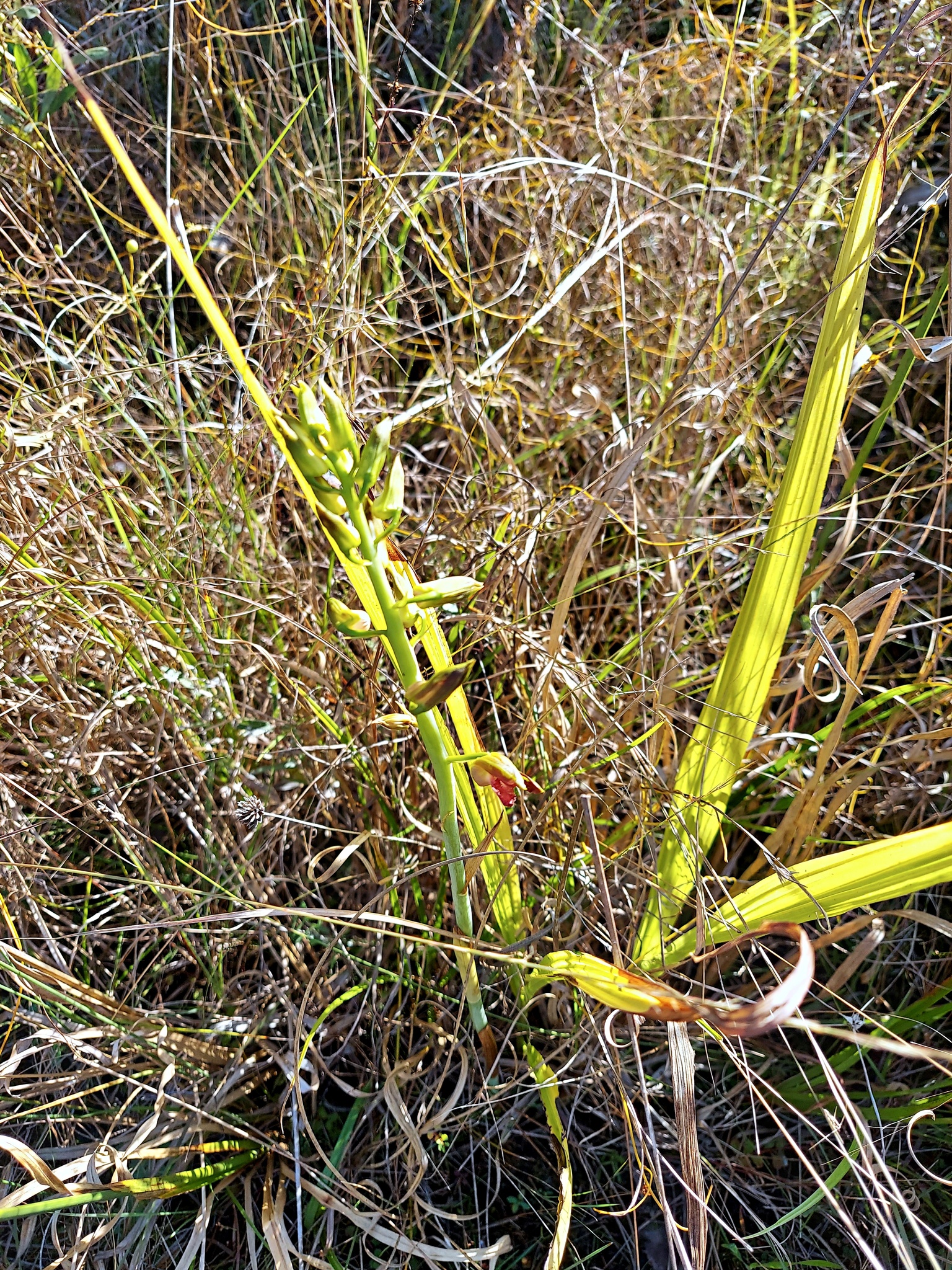 Imagem de Orquídea-bambu