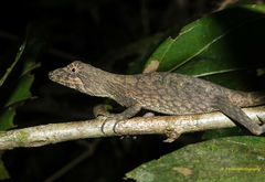 Ptyctolaemus gularis