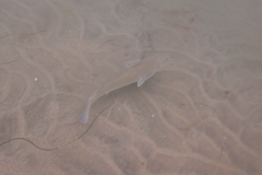 Menticirrhus undulatus