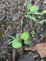 Centella cordifolia