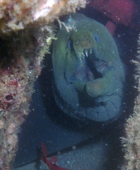 Gymnothorax castaneus