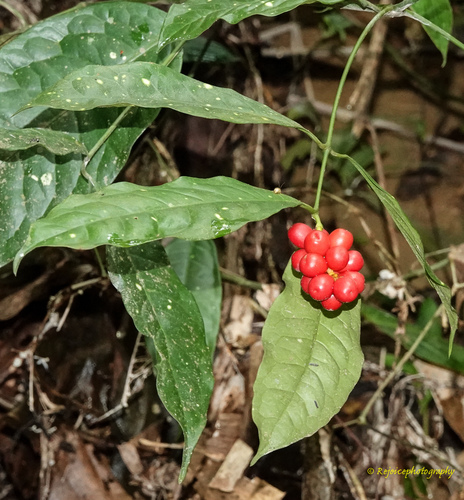 Buko (Gnetum gnemon)