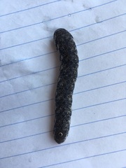 Proserpinus proserpina