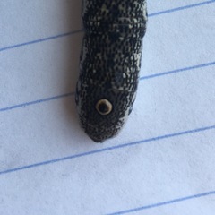 Proserpinus proserpina