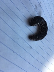 Proserpinus proserpina