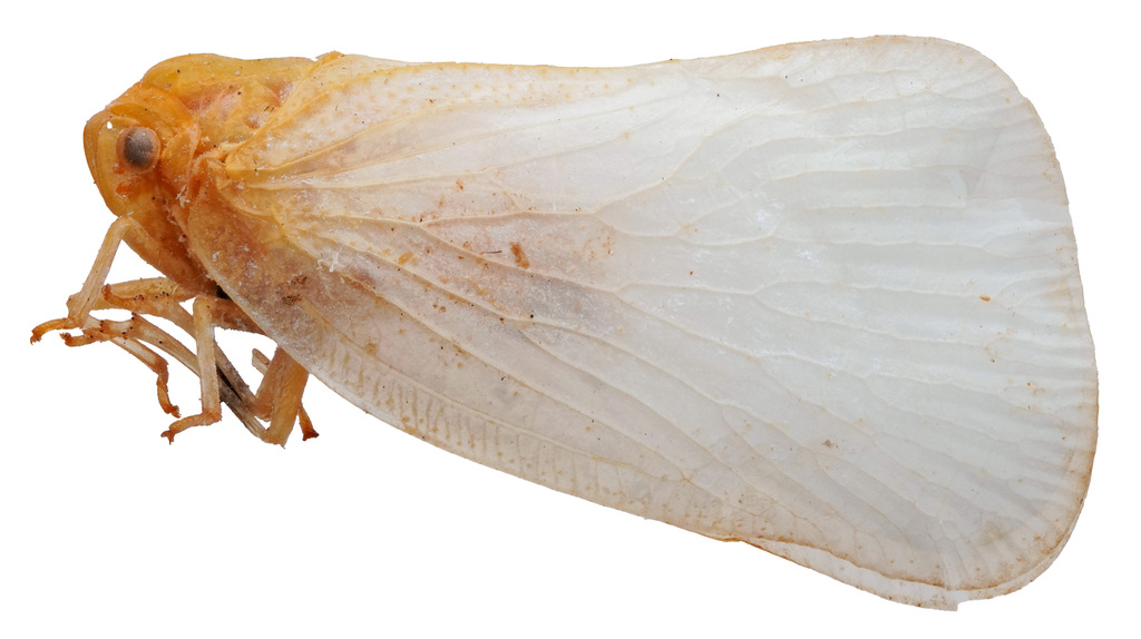 Taparella minima