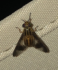 Chrysops montanus