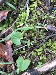 Centella cordifolia