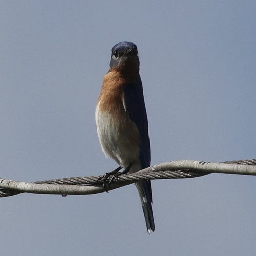 Eastern Bluebird photographed in Florida