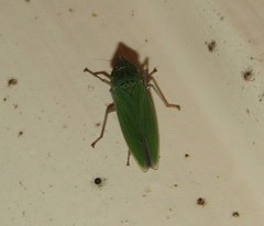 Draeculacephala inscripta