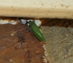 Draeculacephala inscripta