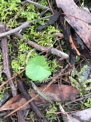 Centella cordifolia