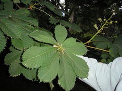 Aesculus hippocastanum