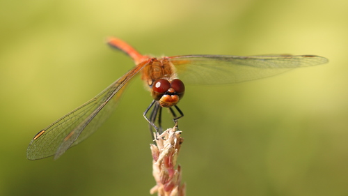 Yellow-winged Darter