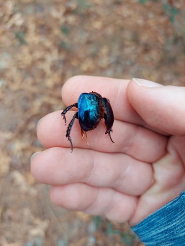 Florida Deep-digger Scarab photo 5