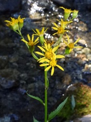 Senecio triangularis