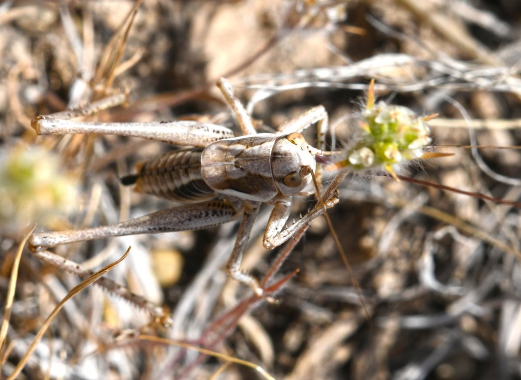 Idiostatus variegatus