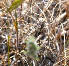 Idiostatus variegatus