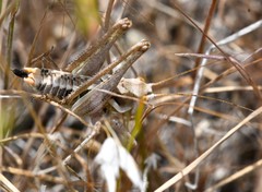 Idiostatus variegatus