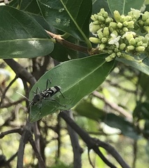 Chlorophorus macaumensis