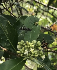 Chlorophorus macaumensis