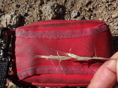 Elymus scribneri