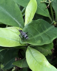 Chlorophorus macaumensis