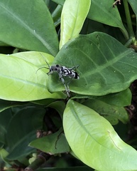 Chlorophorus macaumensis