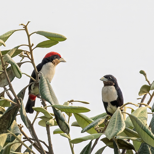 Black-girdled Barbet (Capito dayi)