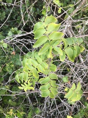 Clausena anisata