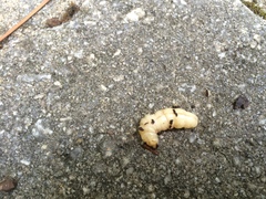 Eichlinia cucurbitae