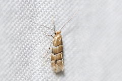 Phyllonorycter tritaenianella