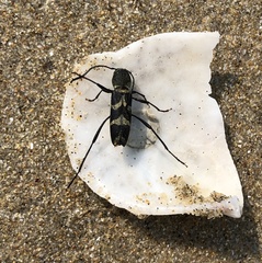 Perissus indistinctus