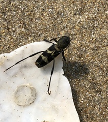 Perissus indistinctus