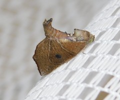 Goniocalpe heteromorpha