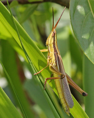 Mermiria intertexta