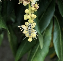 Chlorophorus reductus