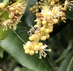 Chlorophorus reductus