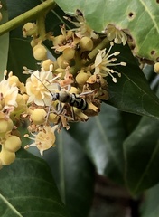 Chlorophorus reductus