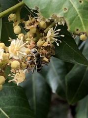 Chlorophorus reductus