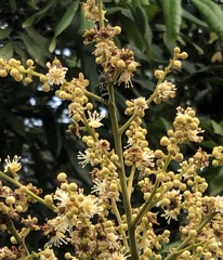 Chlorophorus reductus