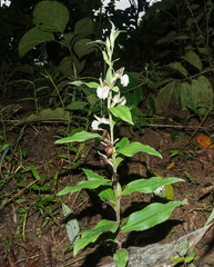 Brachycorythis helferi