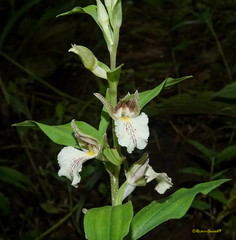 Brachycorythis helferi