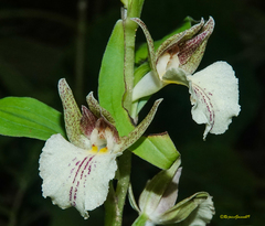 Brachycorythis helferi
