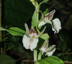 Brachycorythis helferi