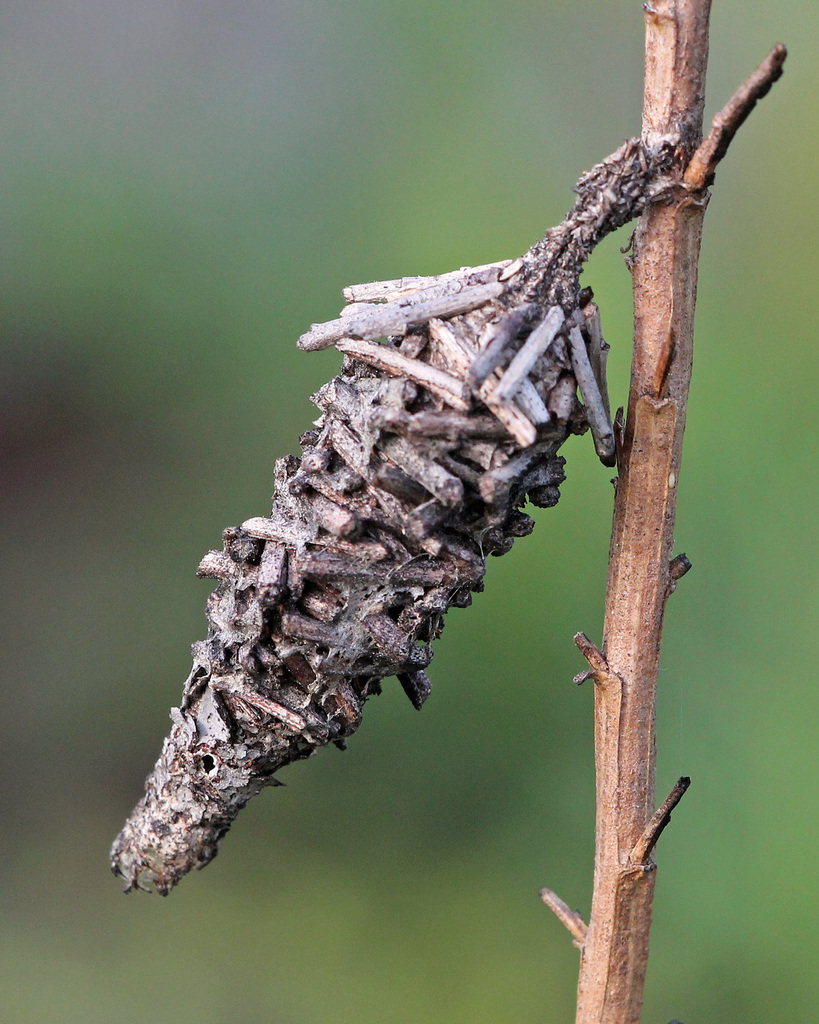 Abbot's Bagworm Moth