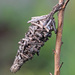 Abbot's Bagworm Moth - Photo (c) Mary Keim, some rights reserved (CC BY-NC-SA)